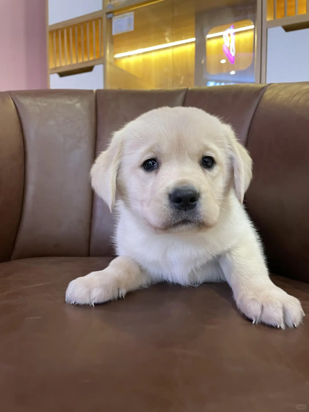 四川犬舍小偿领养拉布拉多只为找好人家!