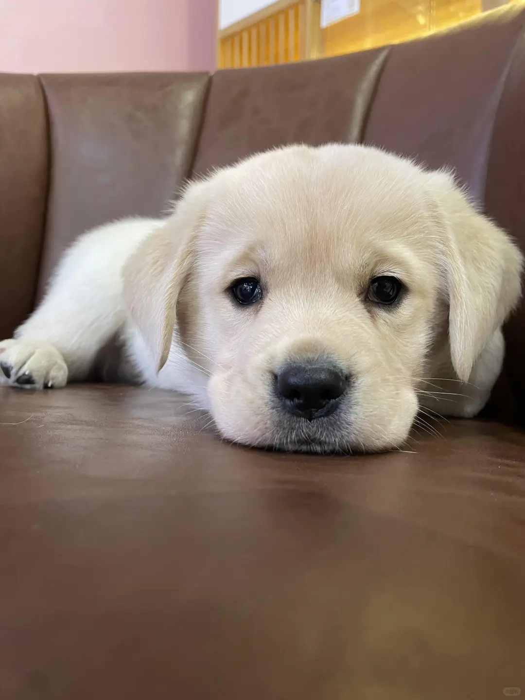 四川犬舍小偿领养拉布拉多只为找好人家!