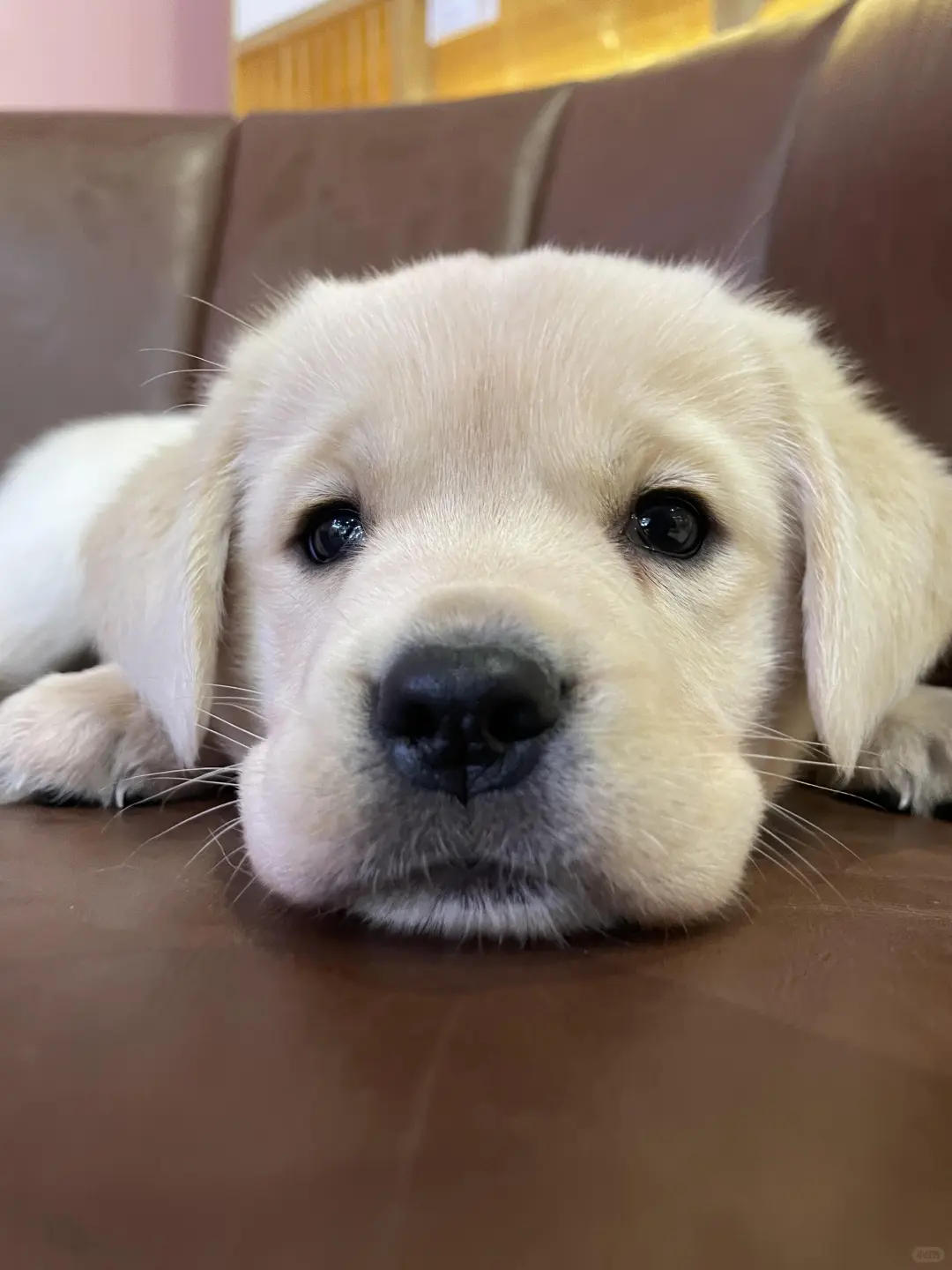 四川犬舍小偿领养拉布拉多只为找好人家!