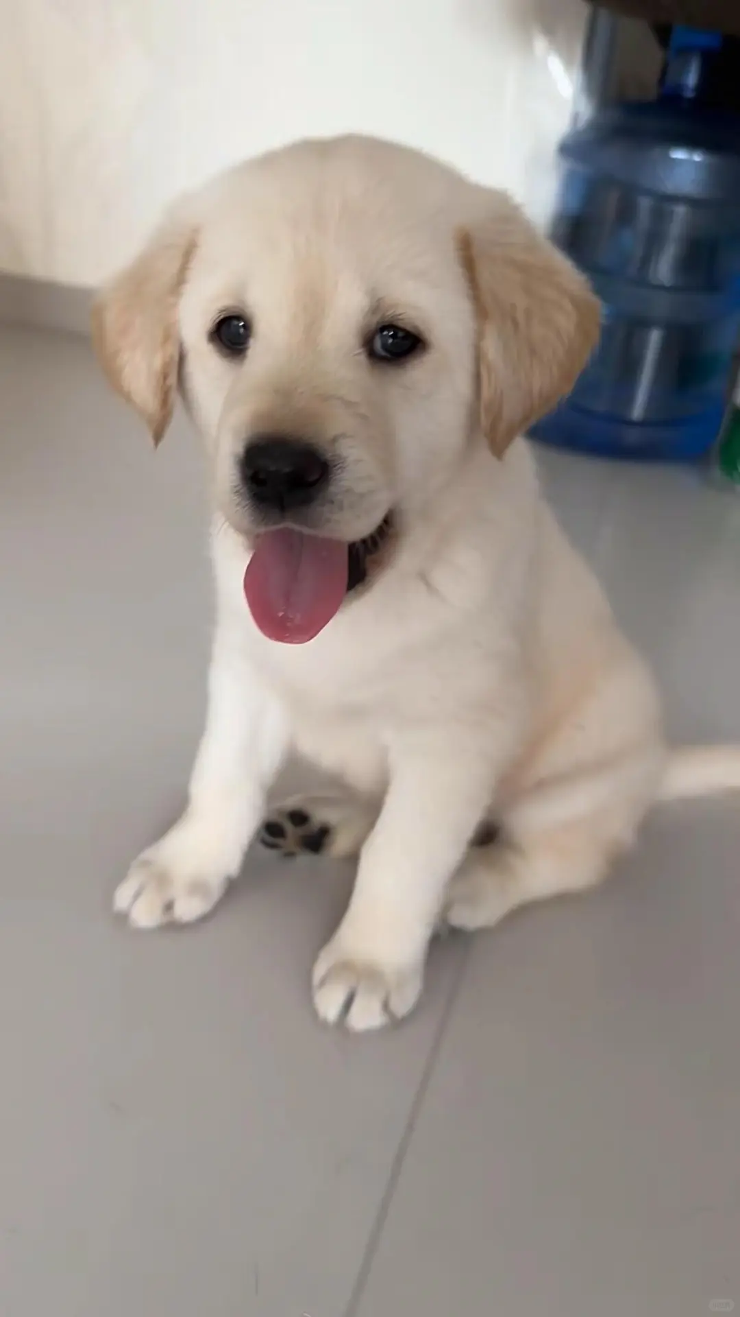 四川犬舍小偿领养拉布拉多只为找好人家!