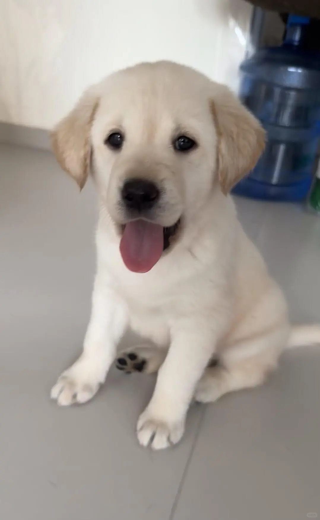 四川犬舍小偿领养拉布拉多只为找好人家!