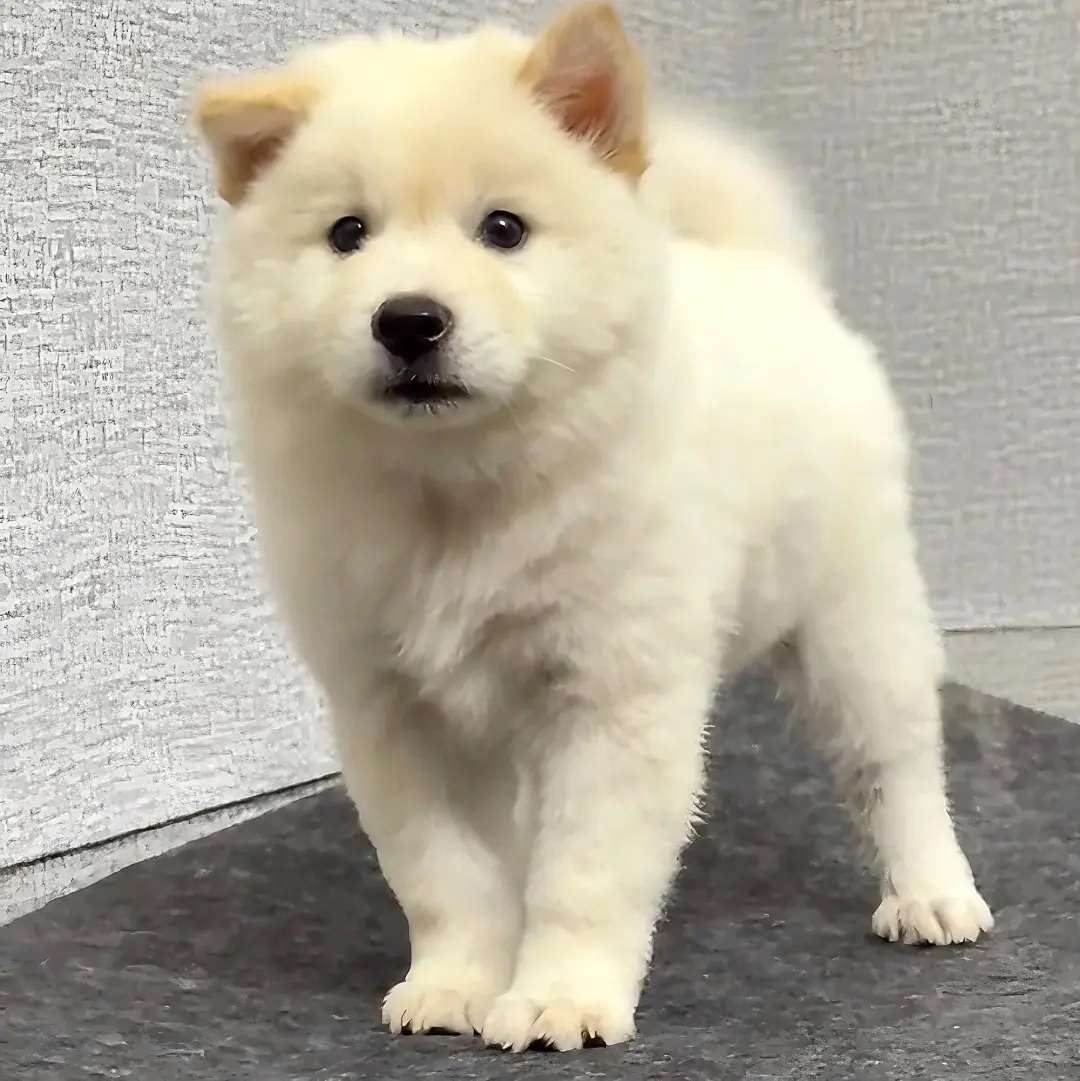 四川犬舍小偿领养土松只为找好人家!?