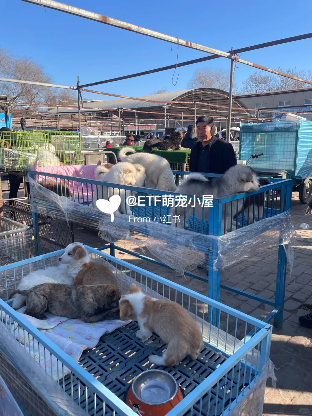 宁波猫狗市场、宠物天堂、逛逛逛!