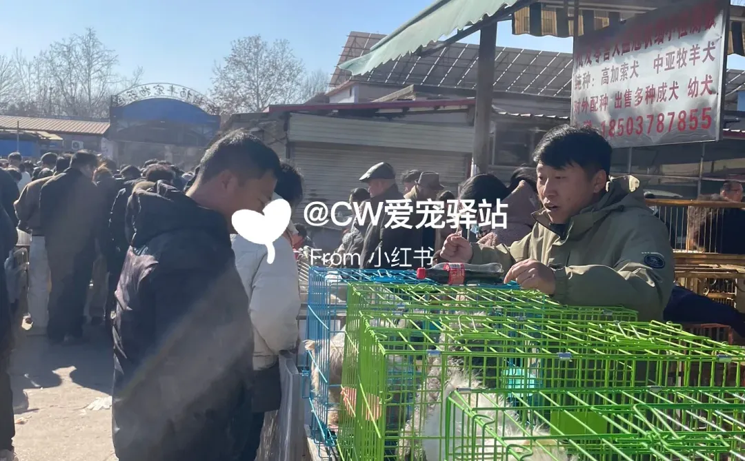 义乌猫狗市场