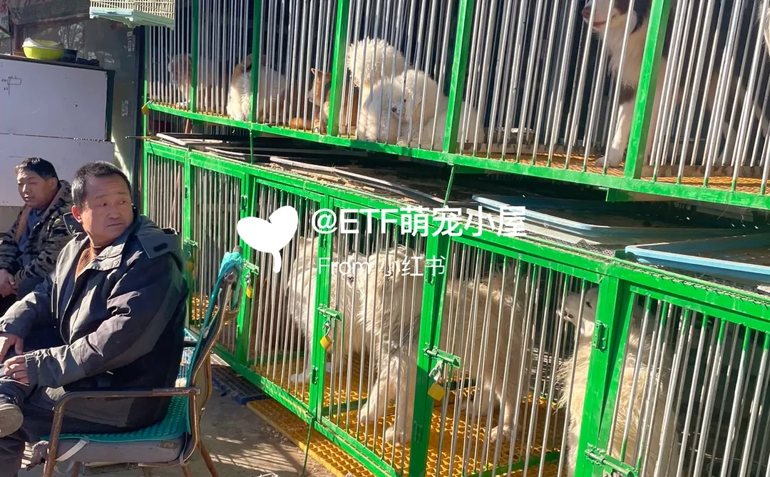 宁波猫狗市场、宠物天堂、逛逛逛!
