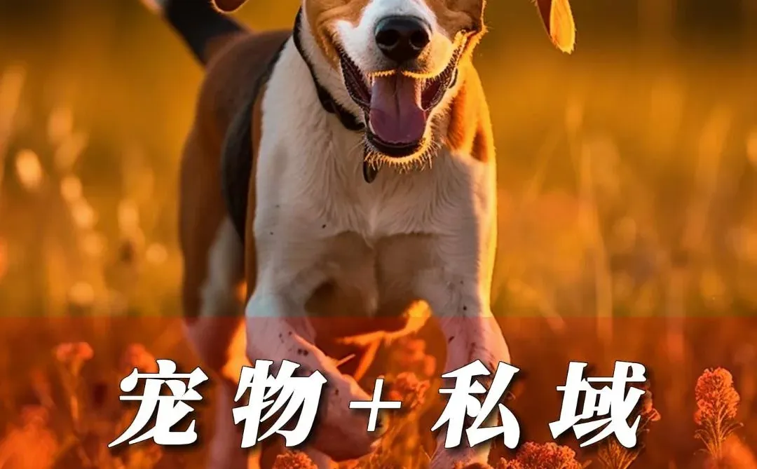 宠物赛道，半个月小十个。