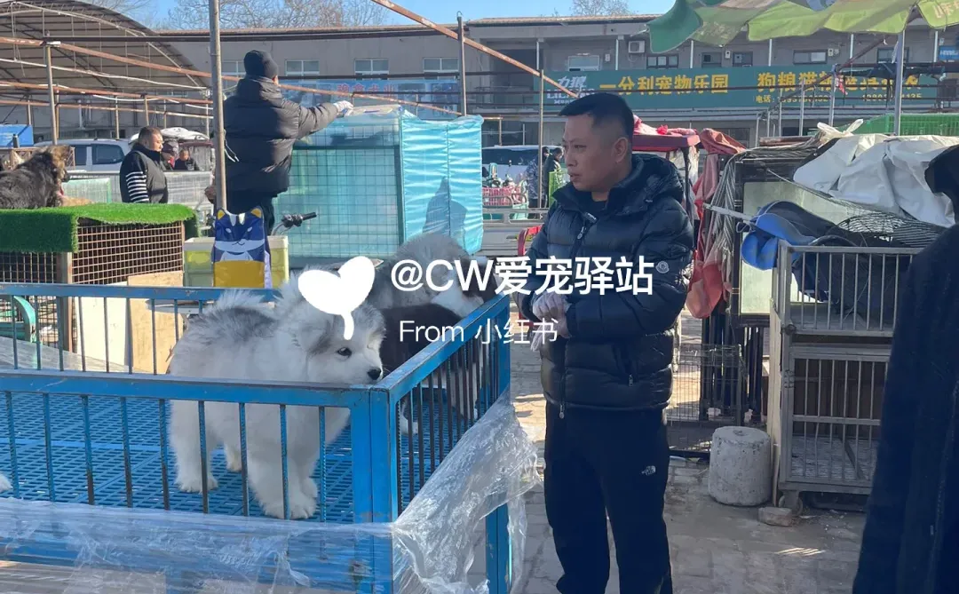 重庆猫狗市场