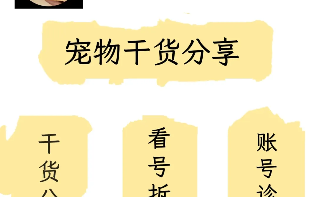 下一个风口，宠物＋碎片化