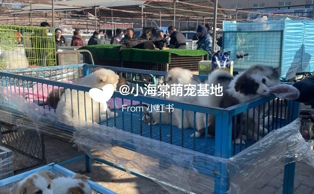 义乌猫狗市场,人山人海
