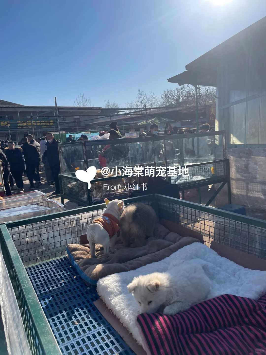 义乌猫狗市场,人山人海