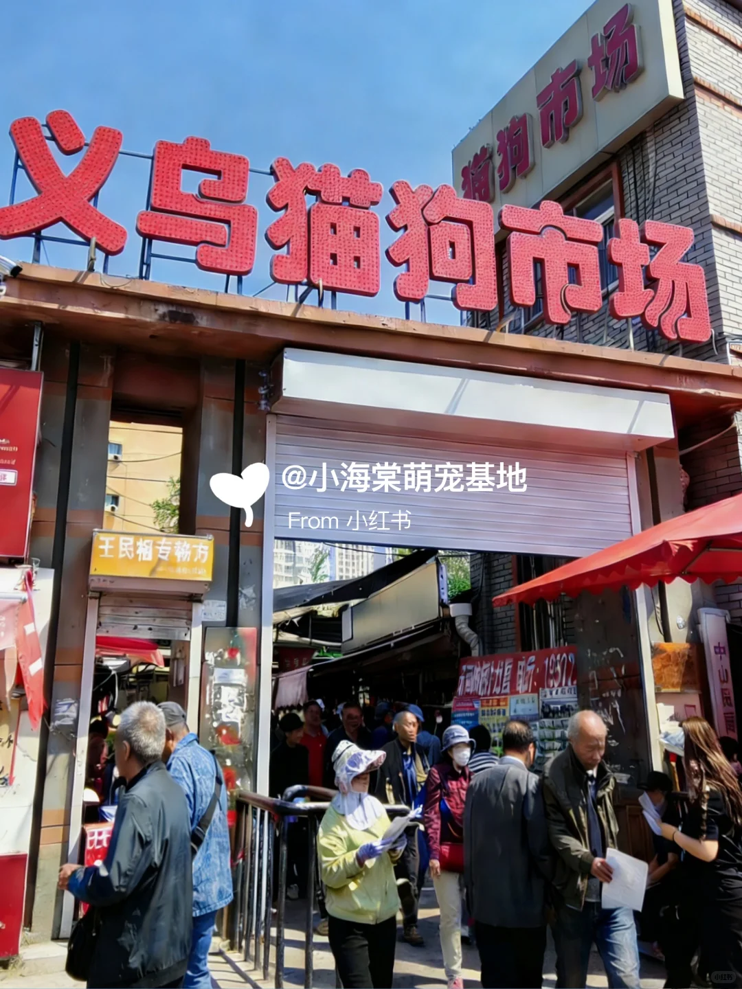 义乌猫狗市场,人山人海