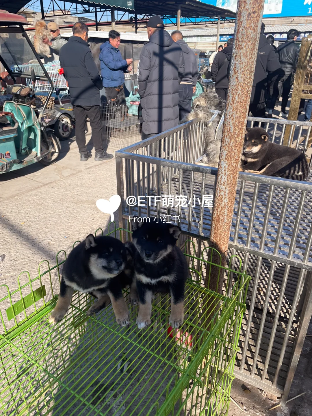 宁波猫狗市场、宠物天堂、逛逛逛!