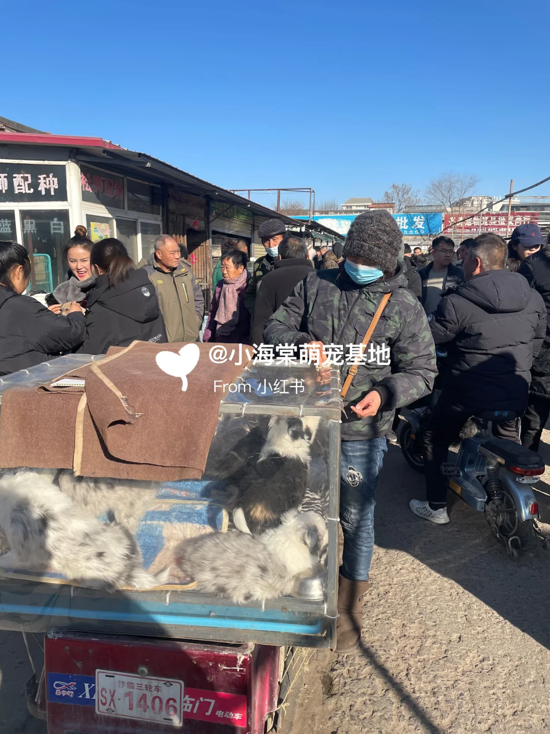 义乌猫狗市场,人山人海