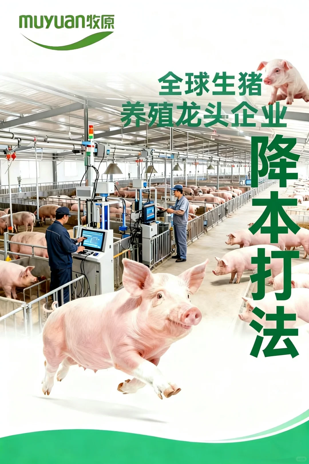 差距一目了然!凭啥他是生猪养殖成本天花板