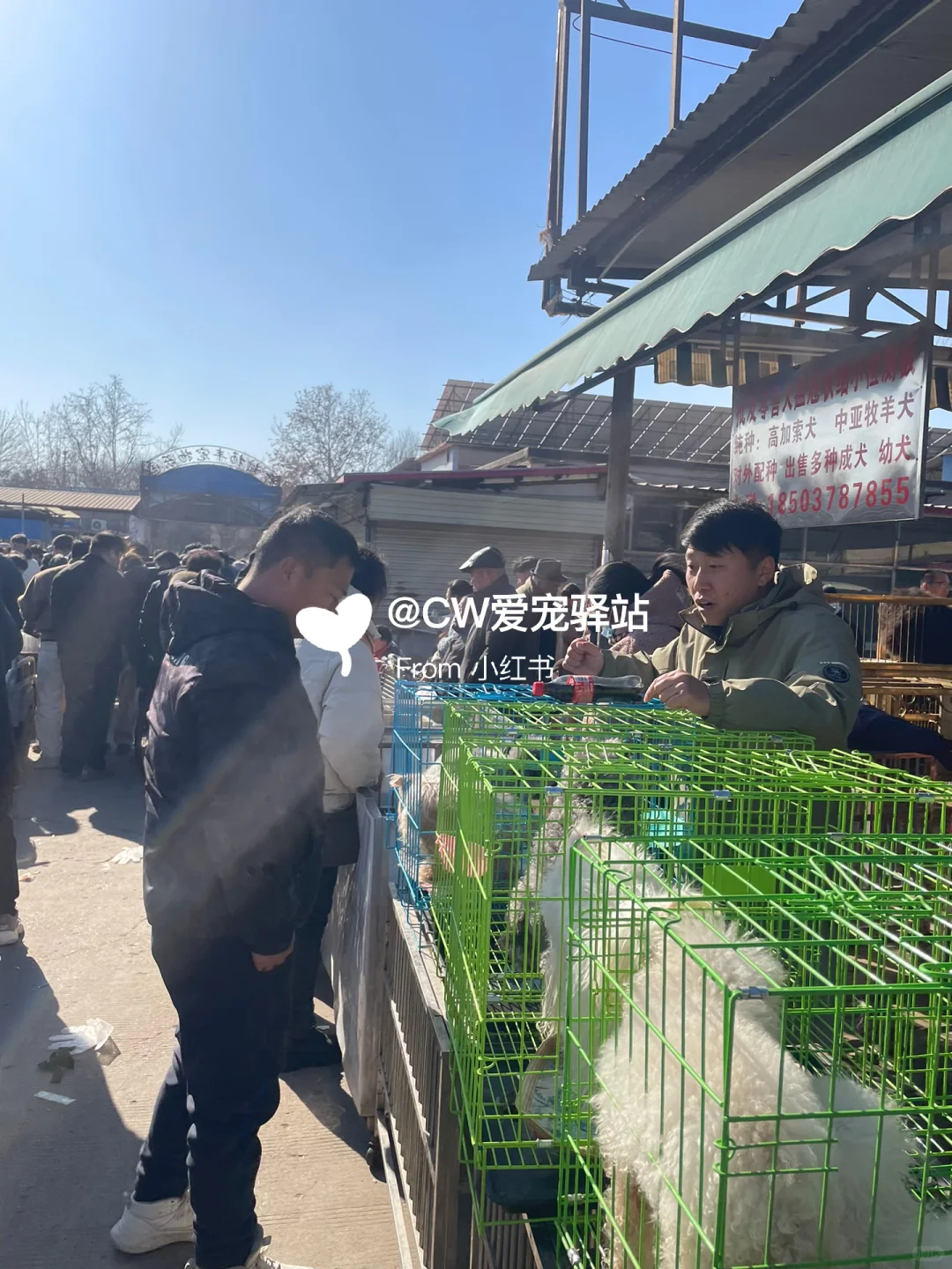 义乌猫狗市场
