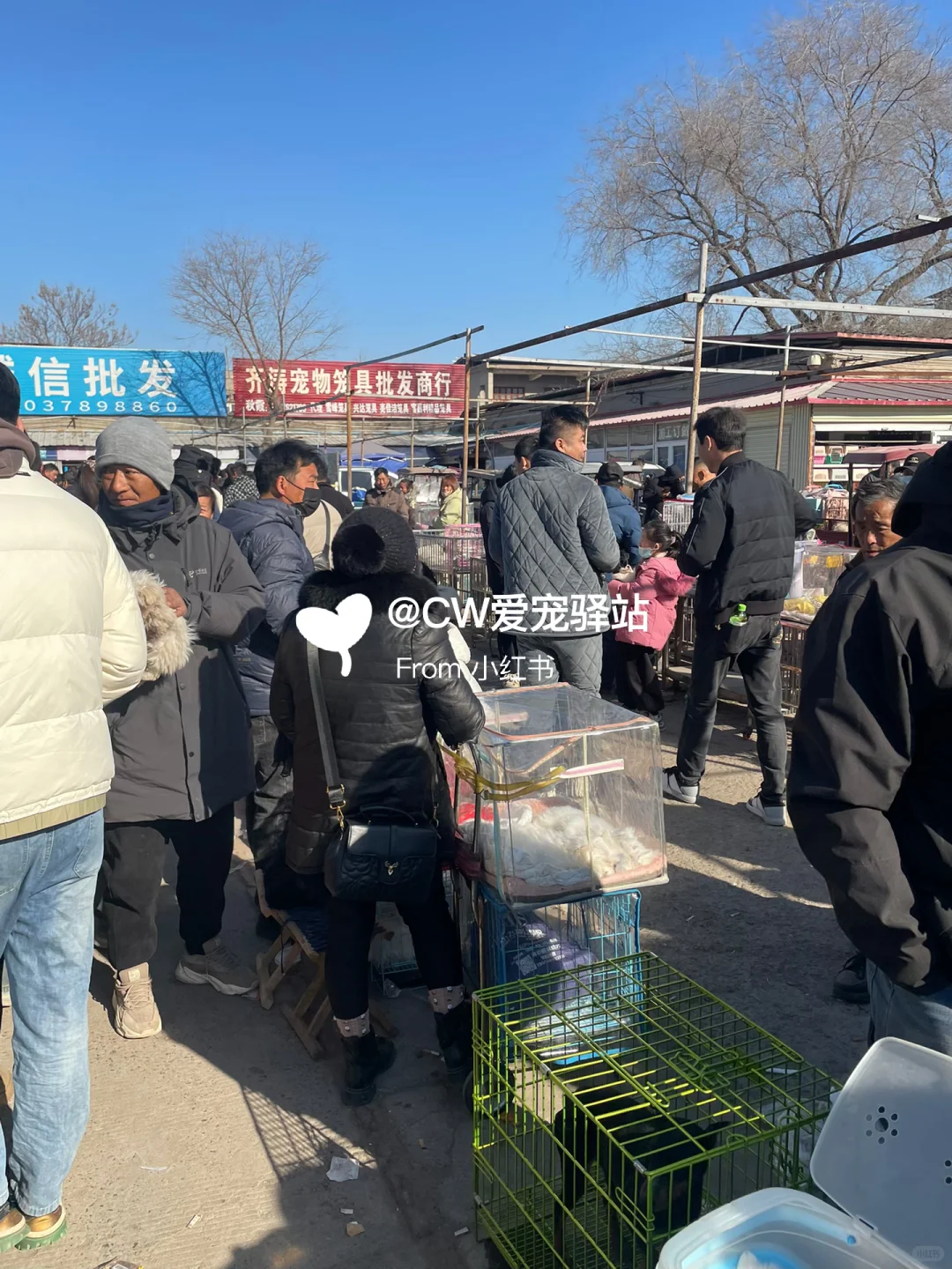 重庆猫狗市场