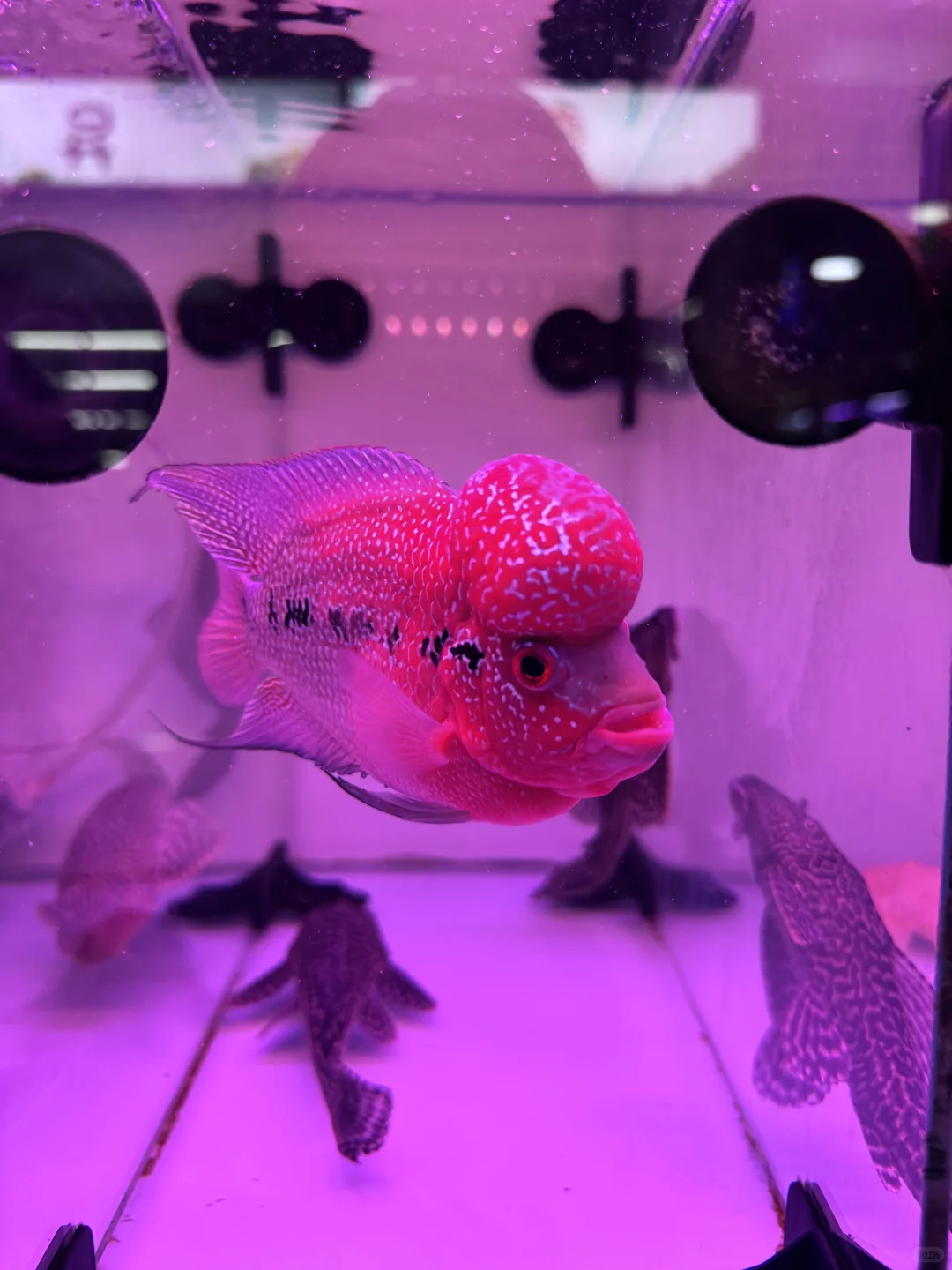 沈阳遛娃|堪比海洋馆的花鸟鱼市场