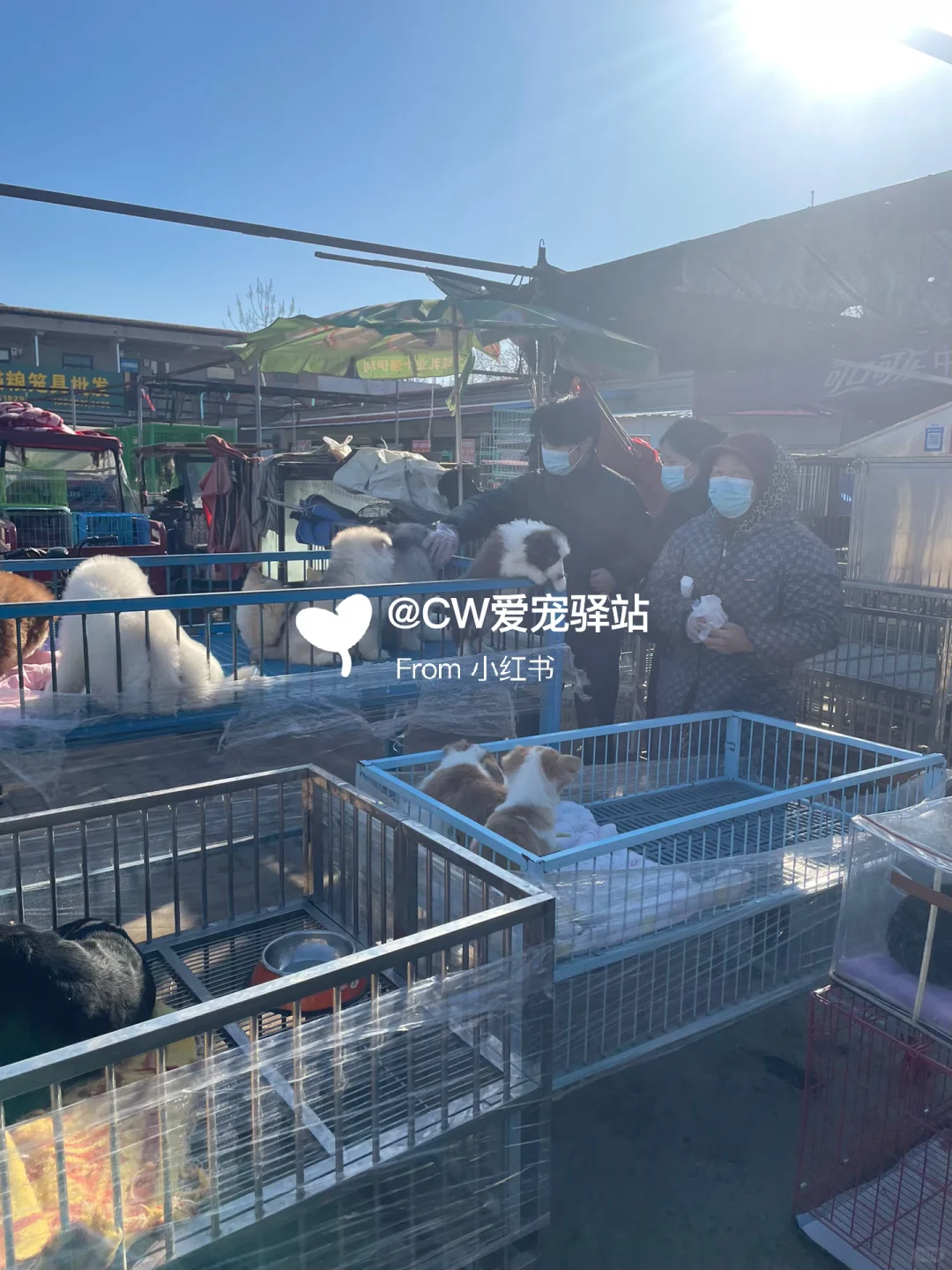 重庆猫狗市场