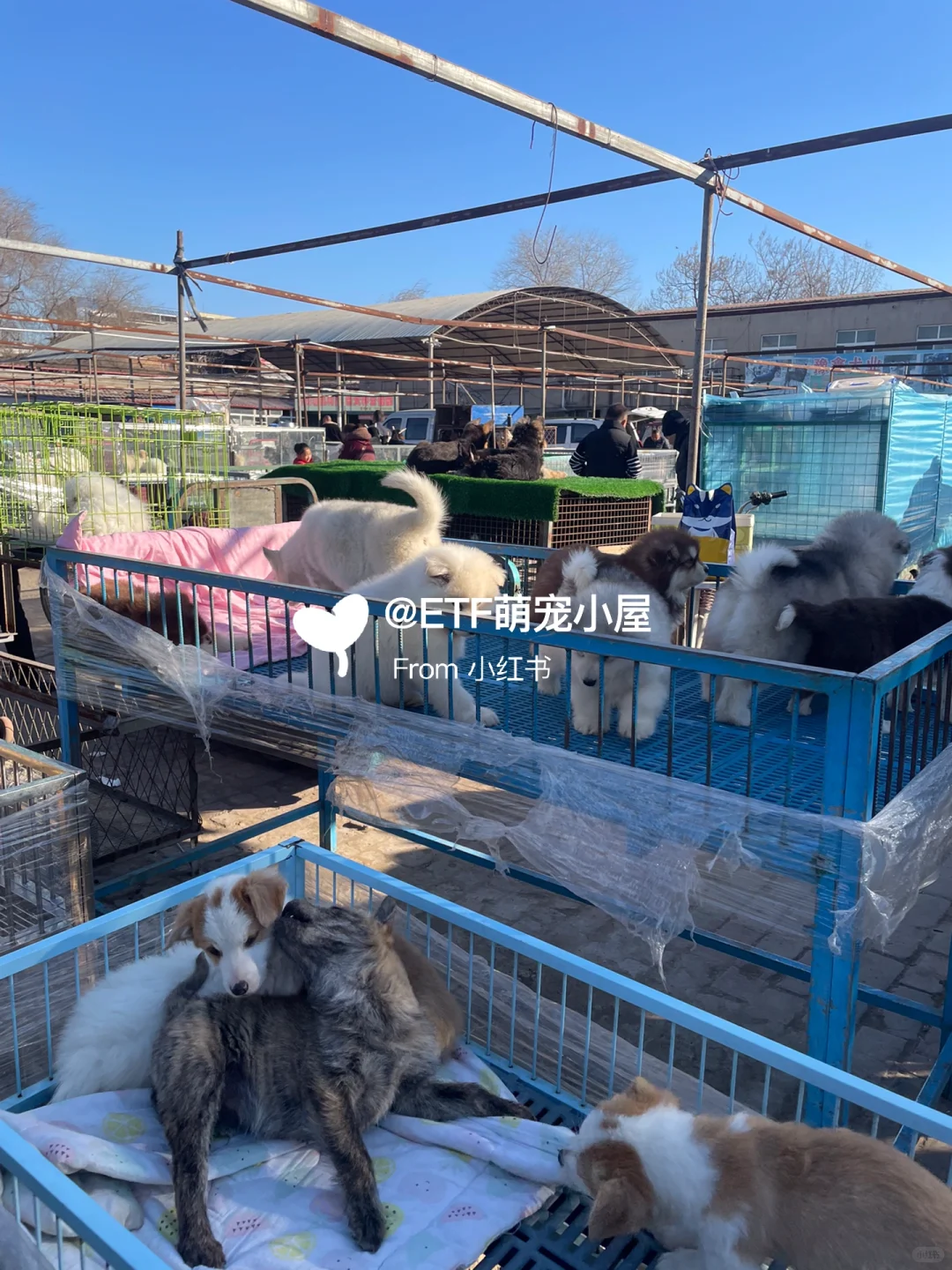宁波猫狗市场、宠物天堂、逛逛逛!