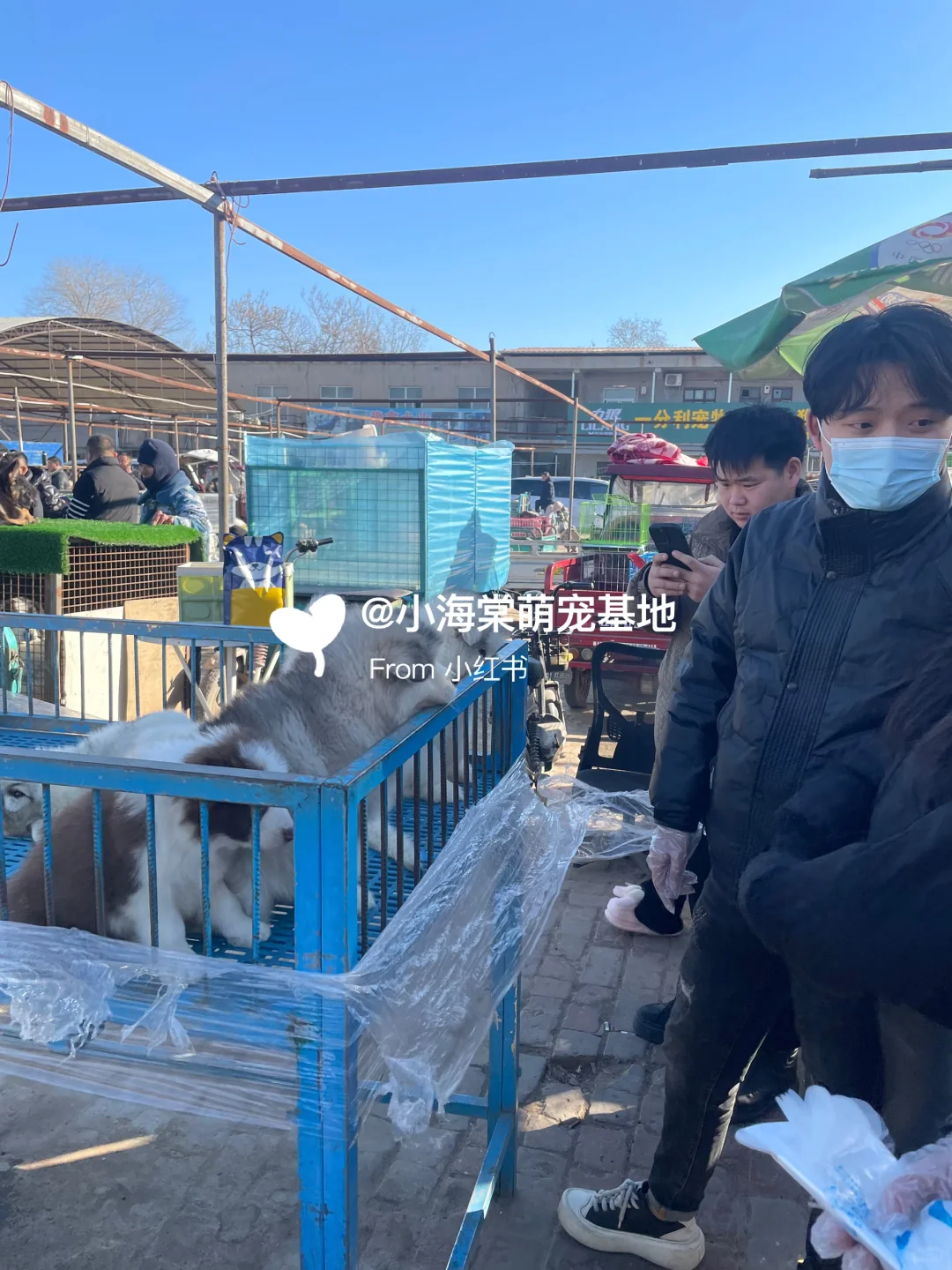 义乌猫狗市场,人山人海