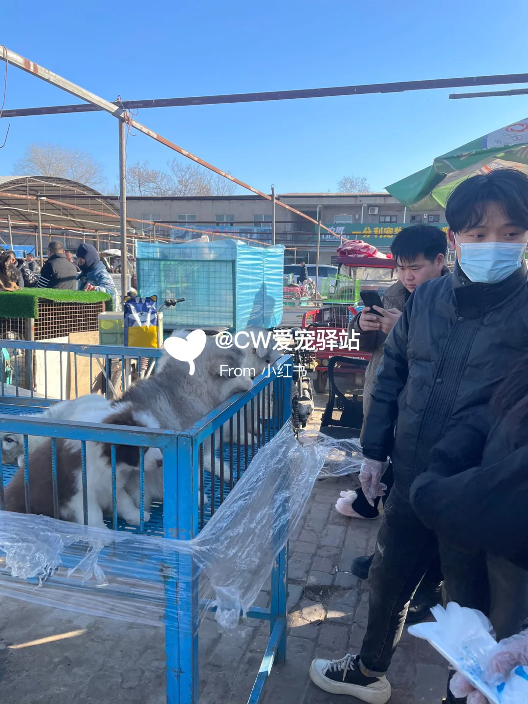 义乌猫狗市场