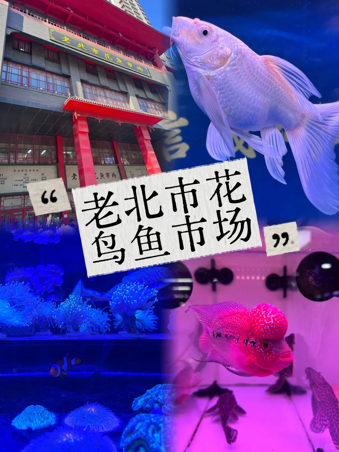 沈阳遛娃|堪比海洋馆的花鸟鱼市场