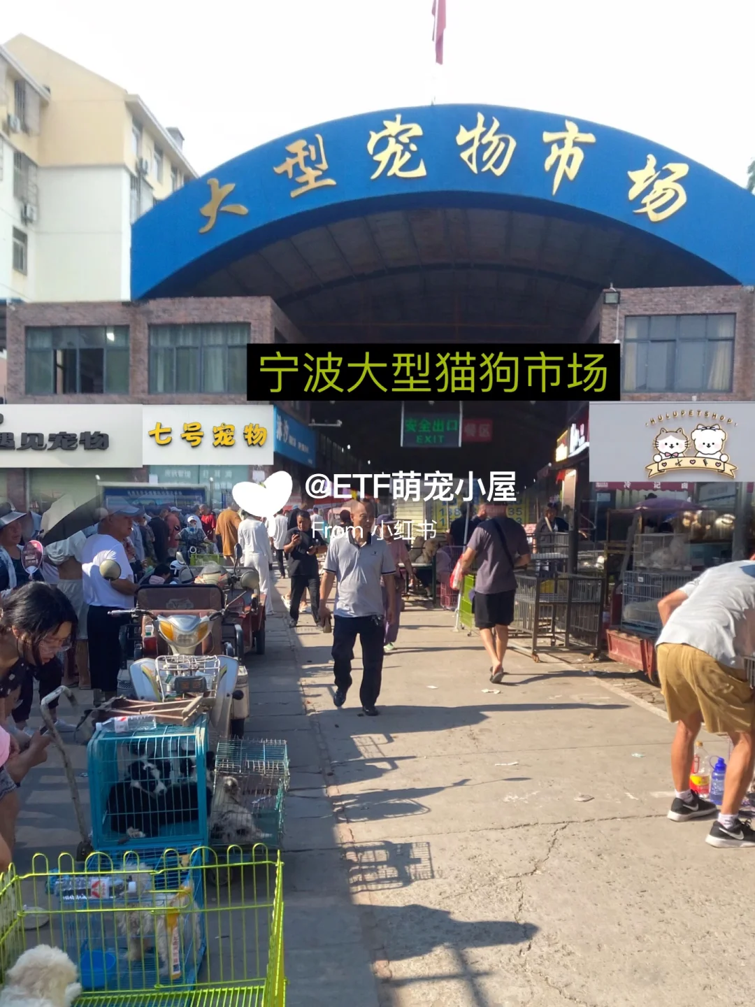 宁波猫狗市场、宠物天堂、逛逛逛!
