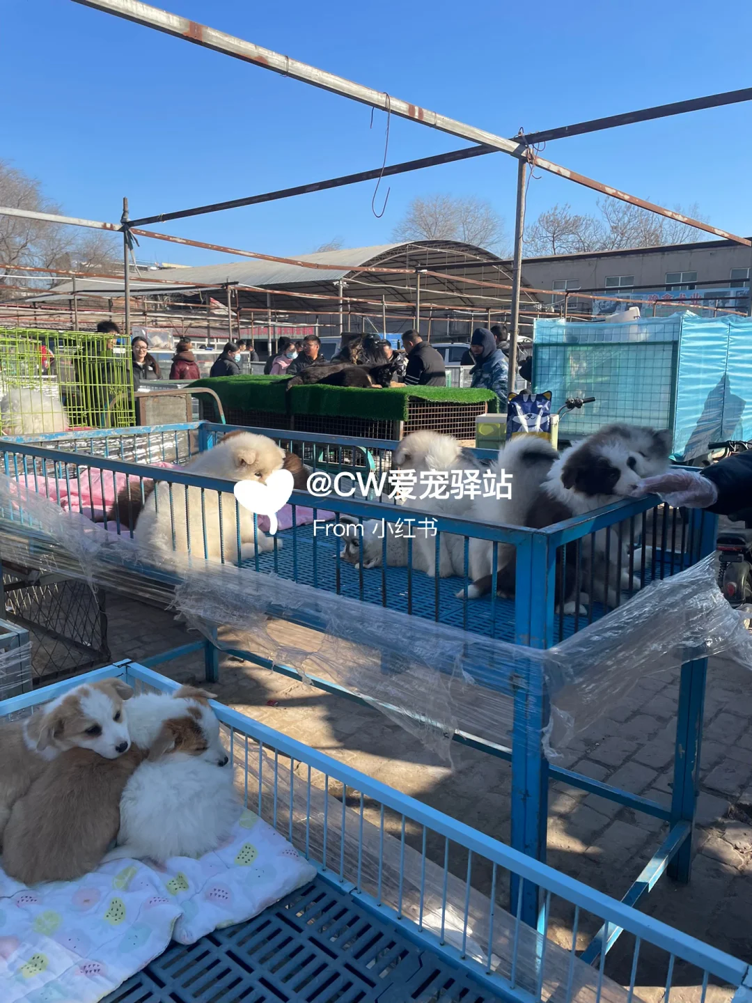 义乌猫狗市场