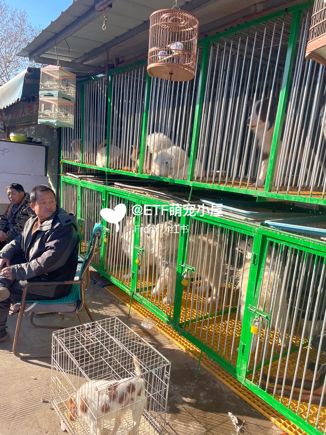 宁波猫狗市场、宠物天堂、逛逛逛!