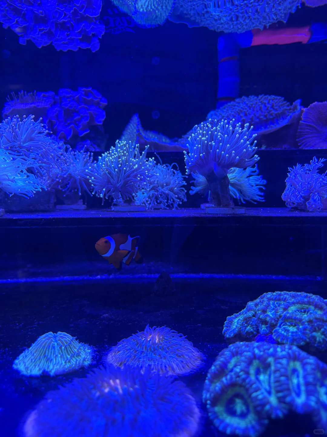 沈阳遛娃|堪比海洋馆的花鸟鱼市场
