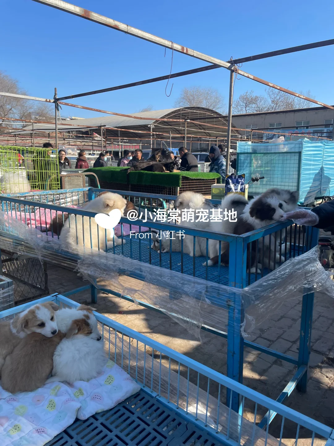 义乌猫狗市场,人山人海