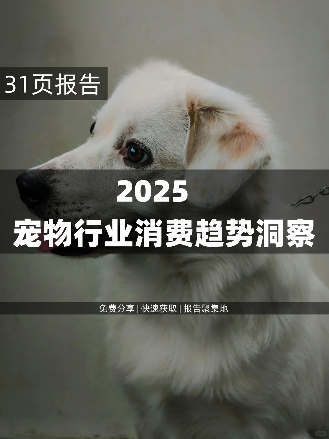 31页|2025想入行宠物赛道?先看这趋势洞察