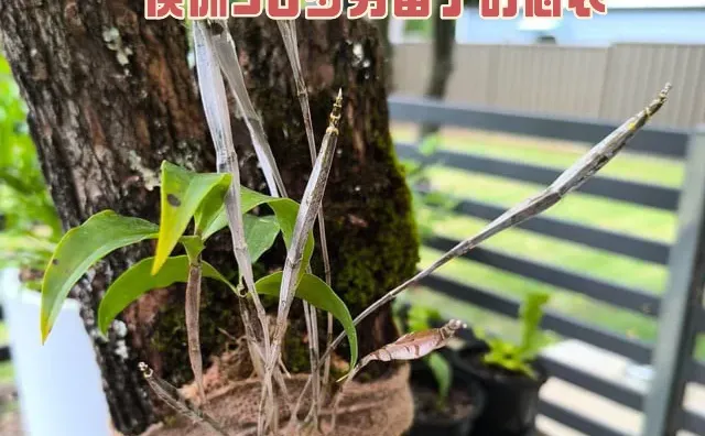 2026澳洲怪现状：护士想转码，码农想当护士
