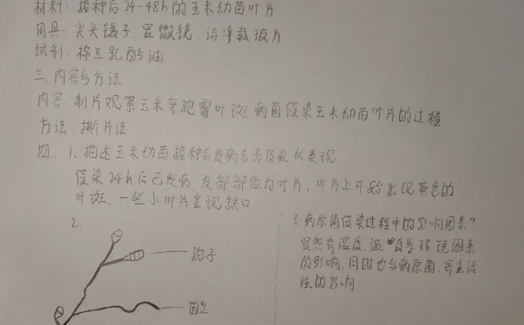 植物病程观察