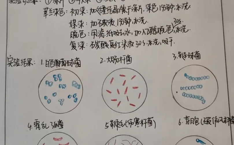 细菌的形态结构观察实验报告