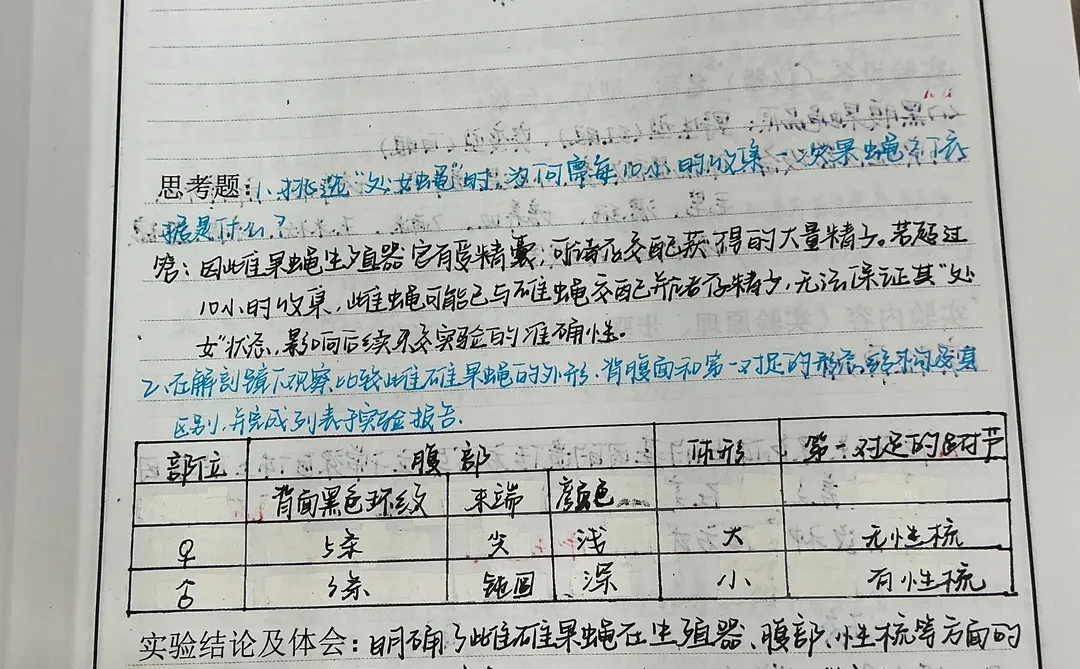 果蝇的形态观察及生活史