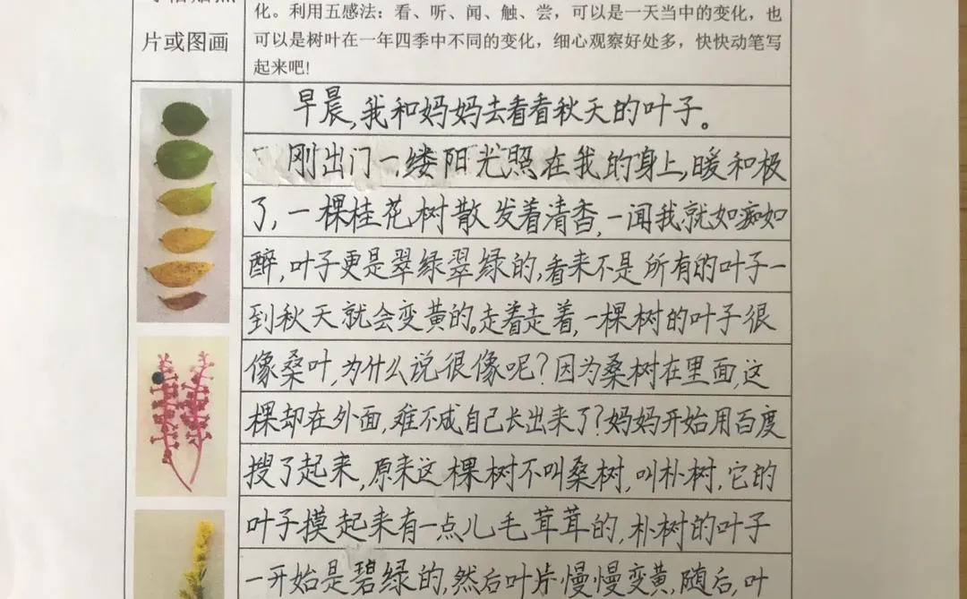 三上《观察记录表》