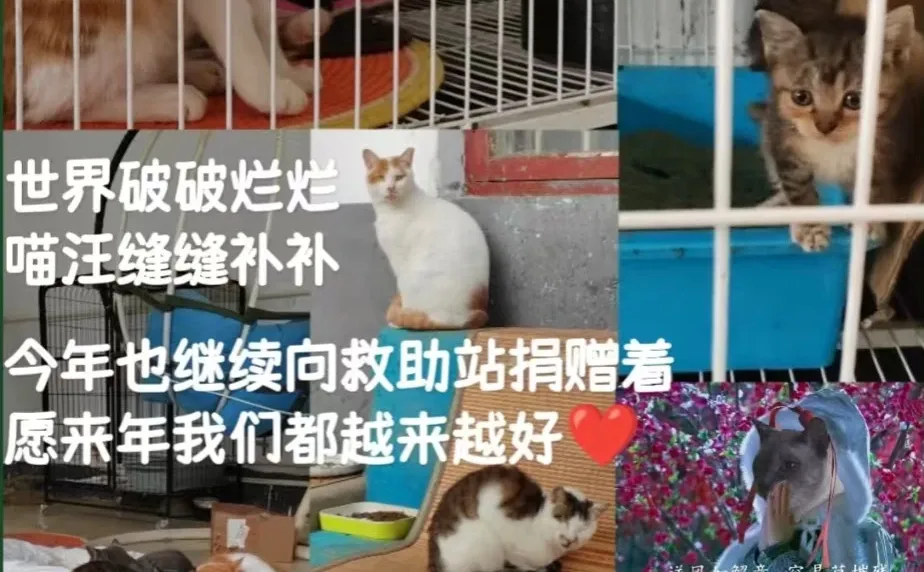 2025小结||福佩迪猫猫经理们的年度报告