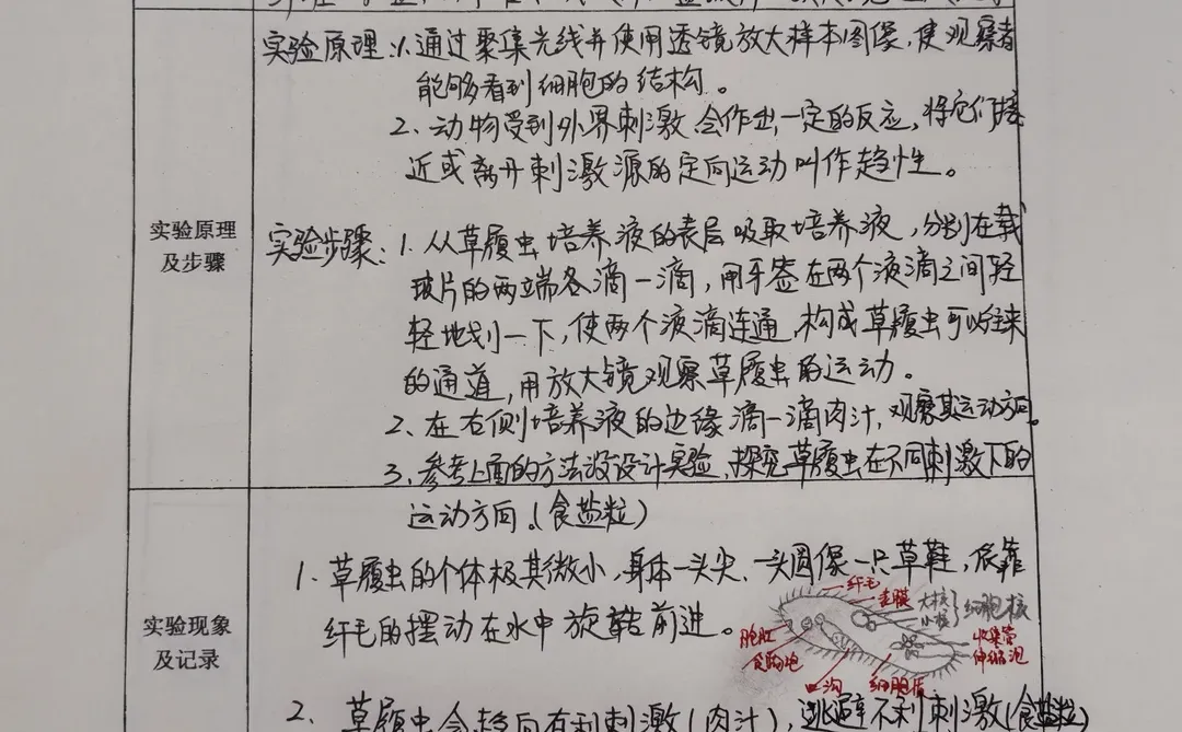 草履虫实验报告