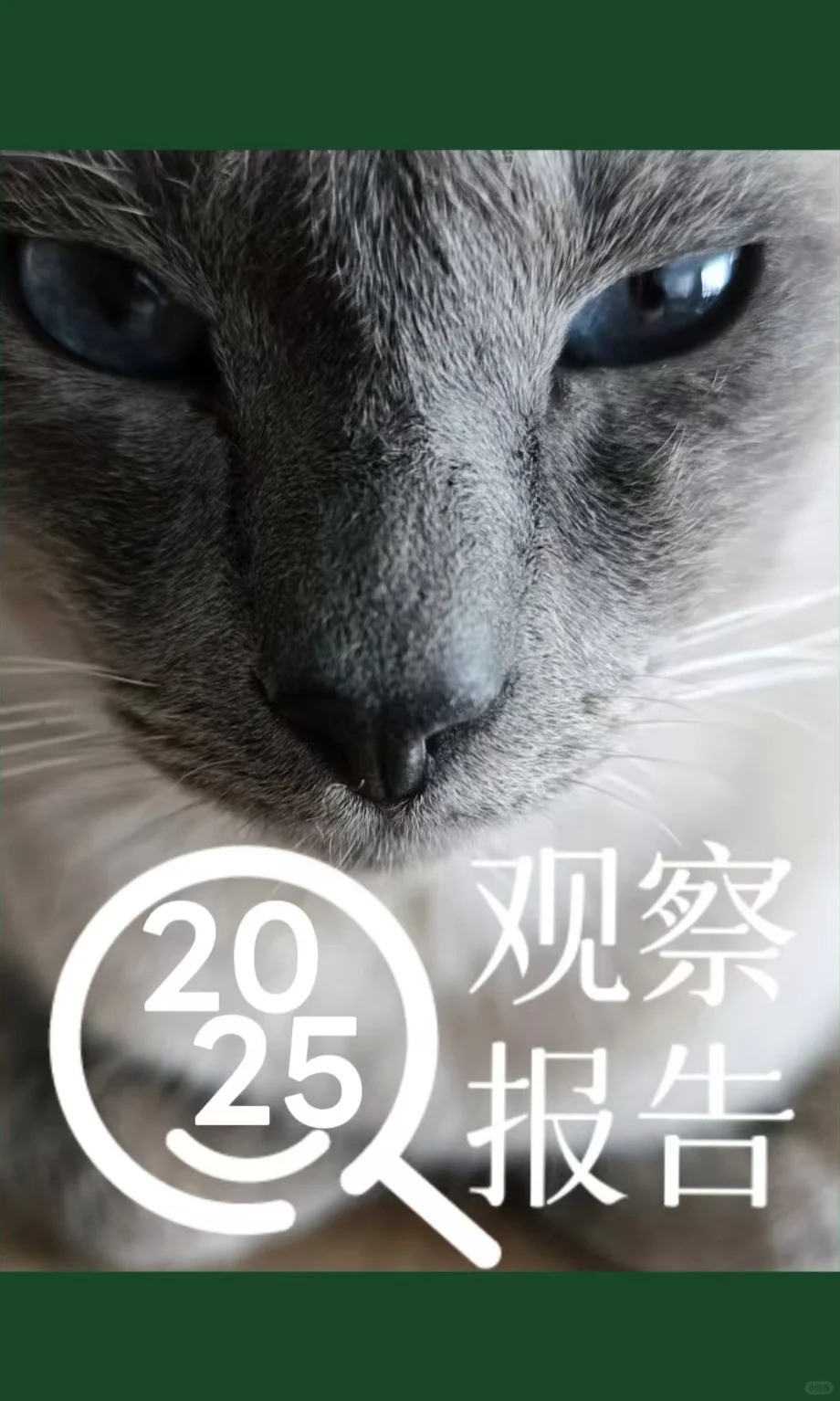 2025小结||福佩迪猫猫经理们的年度报告