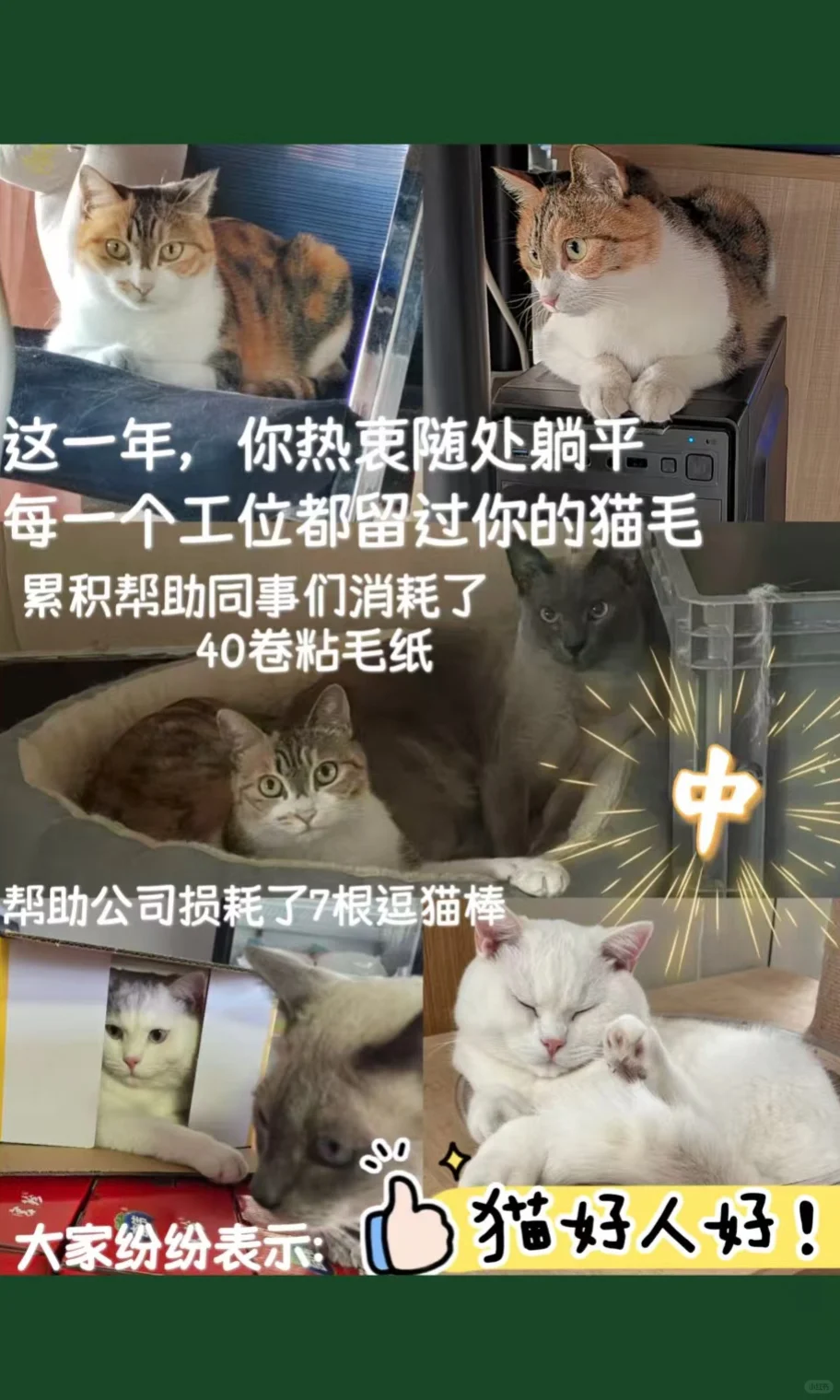 2025小结||福佩迪猫猫经理们的年度报告