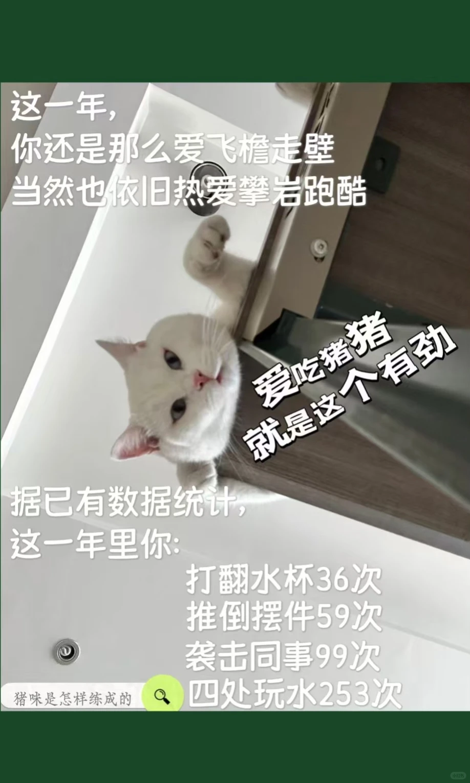 2025小结||福佩迪猫猫经理们的年度报告