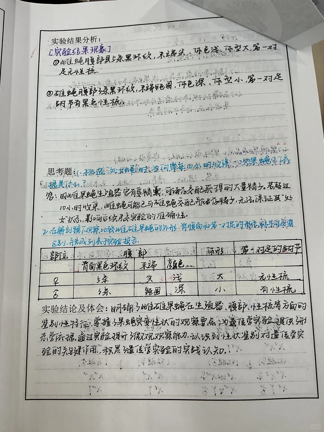 果蝇的形态观察及生活史