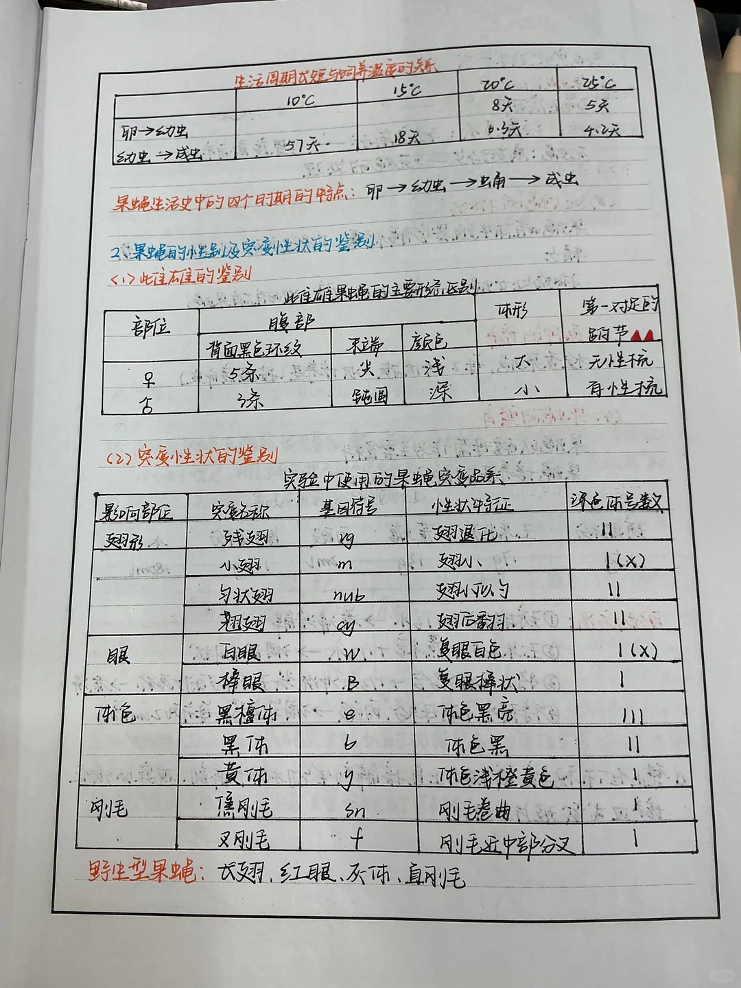 果蝇的形态观察及生活史