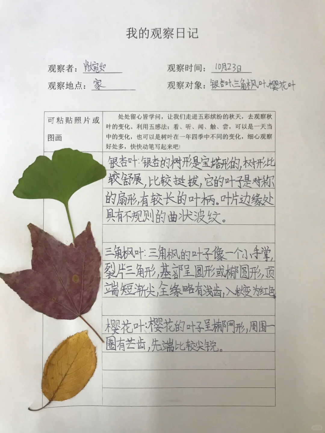 三上《观察记录表》