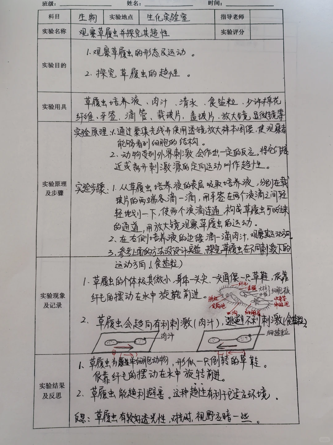 草履虫实验报告