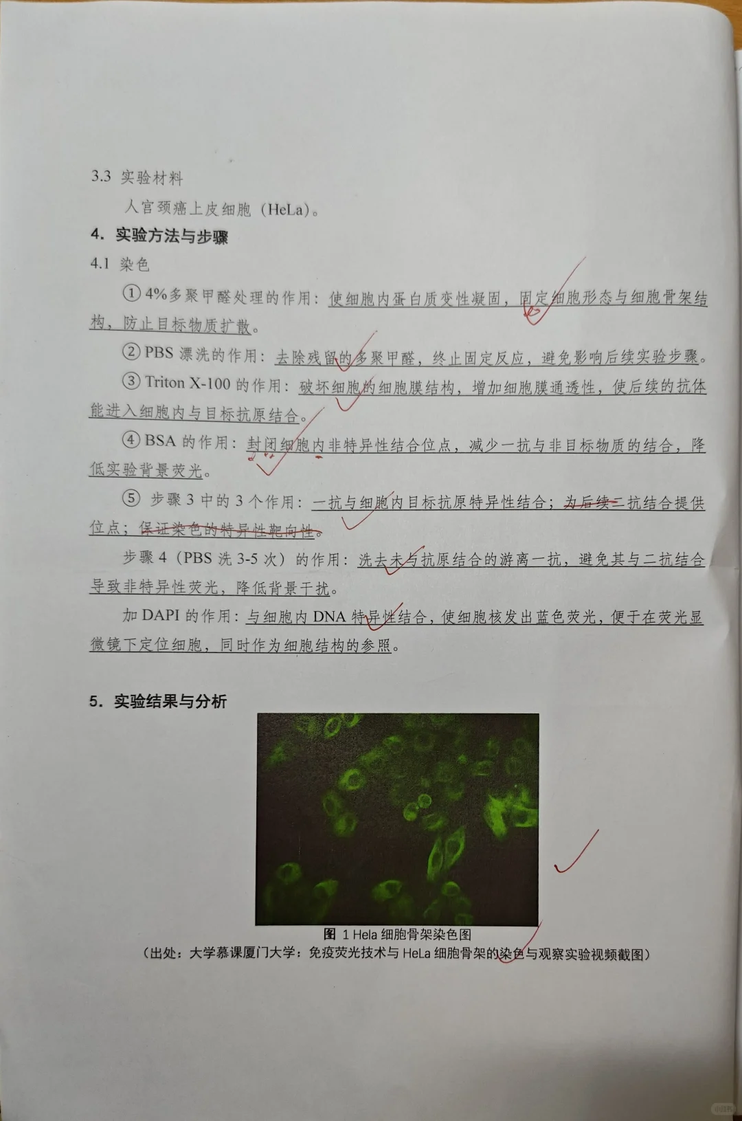 免疫荧光技术与HELA细胞骨架的染色与观察