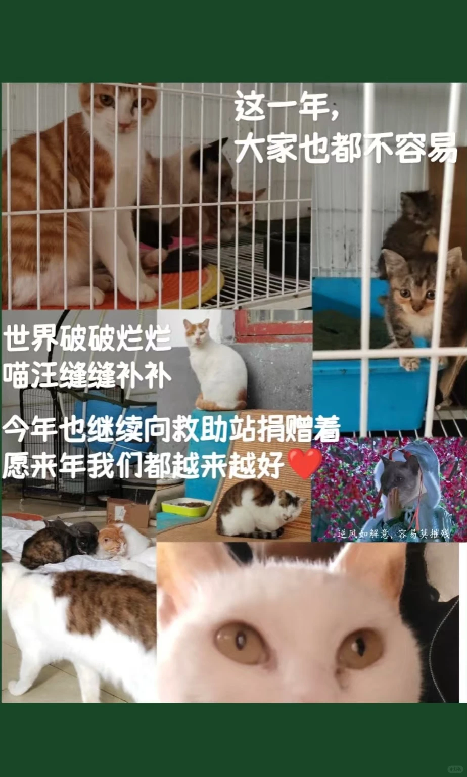 2025小结||福佩迪猫猫经理们的年度报告