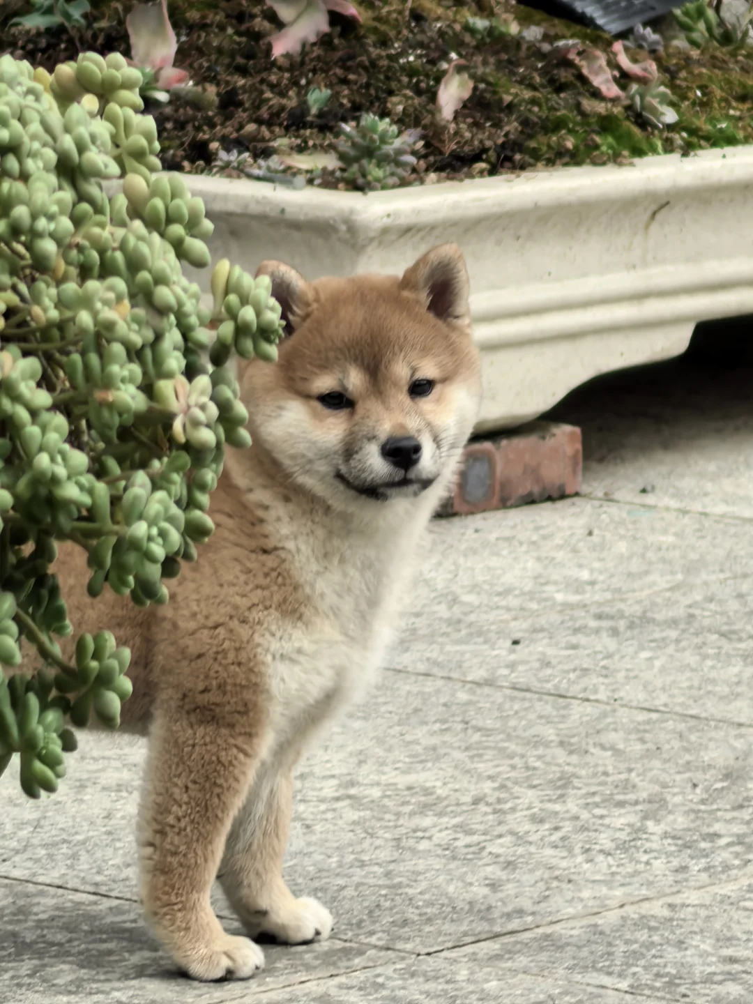 猪咪日记1 之三月照