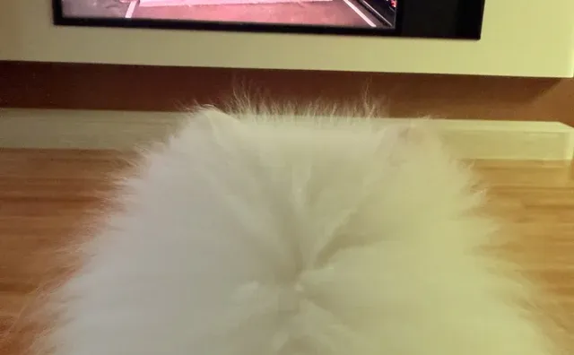 很高兴你也爱看守护解放西并且有自己的见解